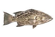 grouper broomtail Quepos fishing Calendar