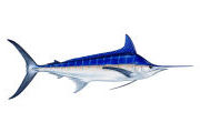 marlin blue Quepos fishing Calendar