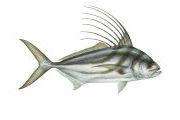 roosterfish Quepos fishing Calendar