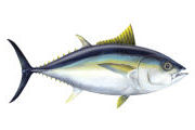tuna yellowfin Quepos fishing Calendar